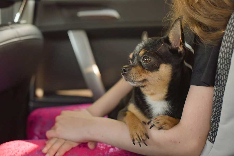 Managing Pet Anxiety - Girl holding pet chihuahua