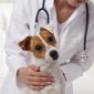 Puppy Shots: A Guide to Your Puppy's Vaccinations and Shot Schedule