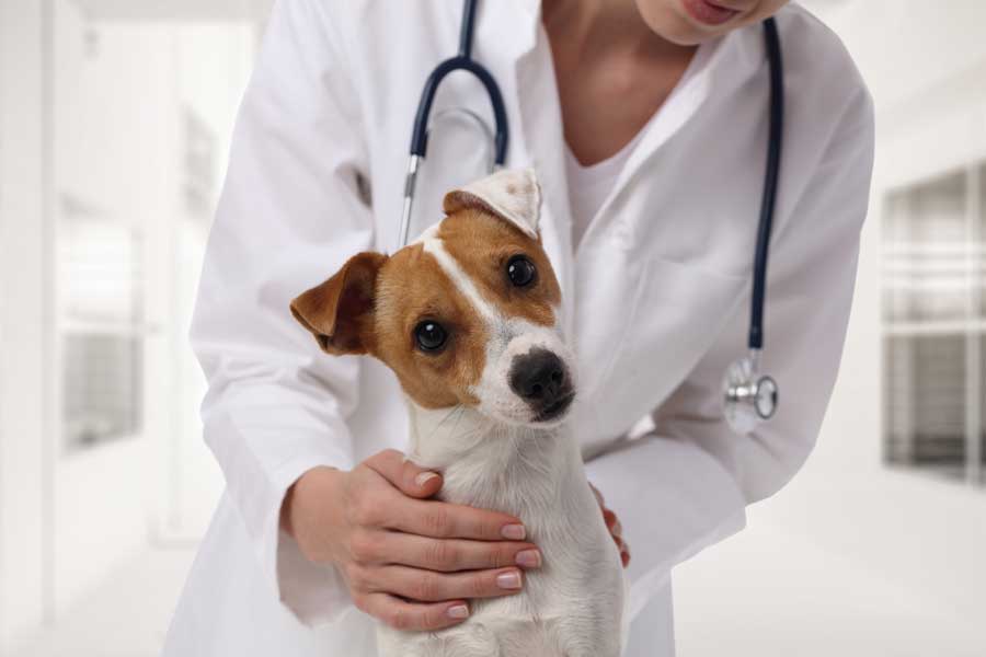 Puppy Shots: A Guide to Your Puppy's Vaccinations and Shot Schedule