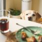 What If Your Dog Eats Something Poisonous?