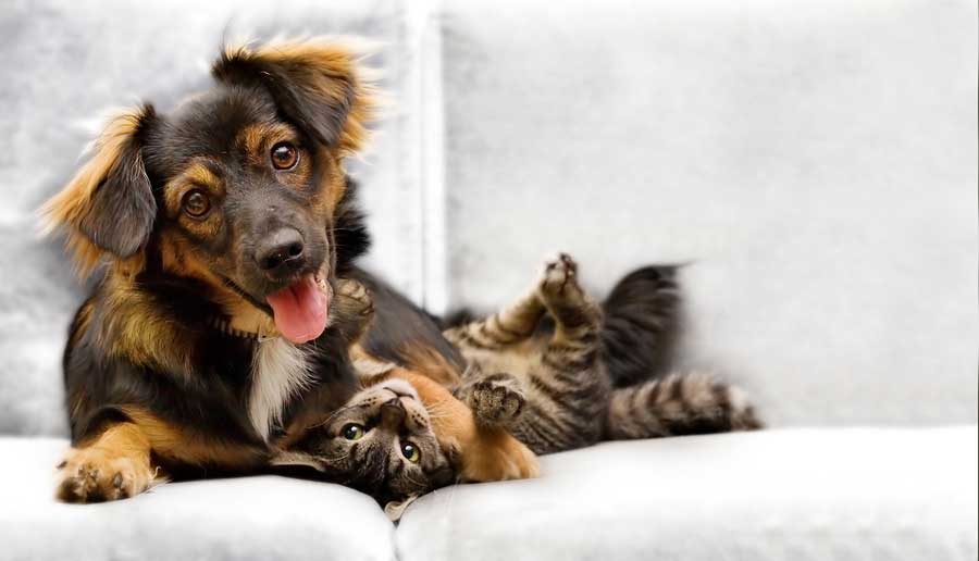 Why do dogs stop eating? Pictured: a puppy and kitten playing on a couch.